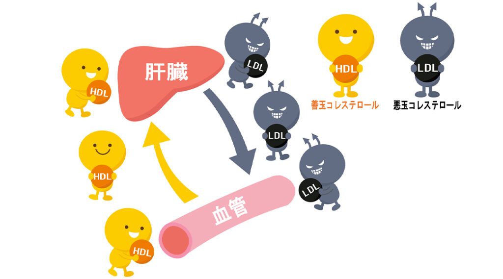 コレステロール