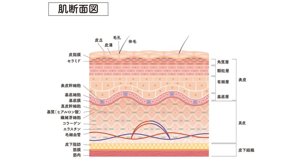 大人のアトピー性皮膚炎の発症原因
